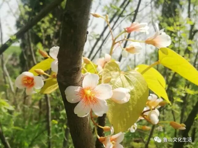 /upload/article/2017/04/20/58ed4b0d-e7a2-489d-a366-2787506fa07f.jpg /upload/article/2017/04/20/58ed4b0d-e7a2-489d-a366-2787506fa07f.jpg