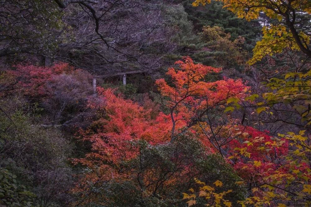 /upload/article/2019/11/05/7c5f0ca3-568f-4fca-978b-f109533a1dd6.jpg /upload/article/2019/11/05/7c5f0ca3-568f-4fca-978b-f109533a1dd6.jpg