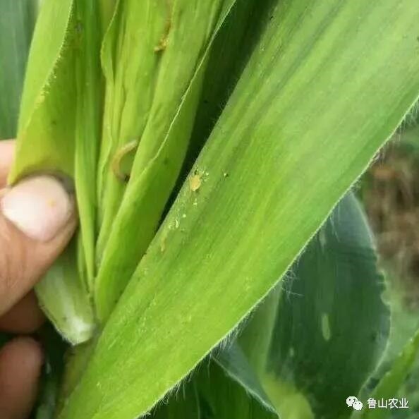 /upload/bbs/2018/07/18/0e402dec-eb01-4e40-97ae-f668bd8e1d9c.jpg /upload/bbs/2018/07/18/0e402dec-eb01-4e40-97ae-f668bd8e1d9c.jpg