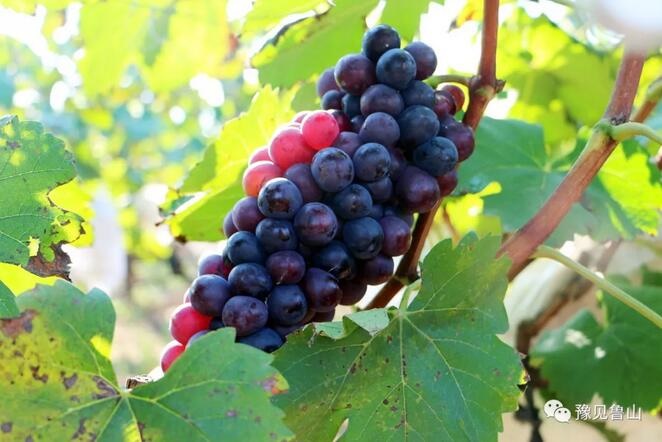 /upload/bbs/2018/07/22/03c01917-e6cf-400d-a903-82532a30baa4.jpg /upload/bbs/2018/07/22/03c01917-e6cf-400d-a903-82532a30baa4.jpg