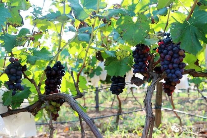 /upload/bbs/2018/07/22/2387a41f-9db3-4770-a6ff-f5c54b950037.jpg /upload/bbs/2018/07/22/2387a41f-9db3-4770-a6ff-f5c54b950037.jpg