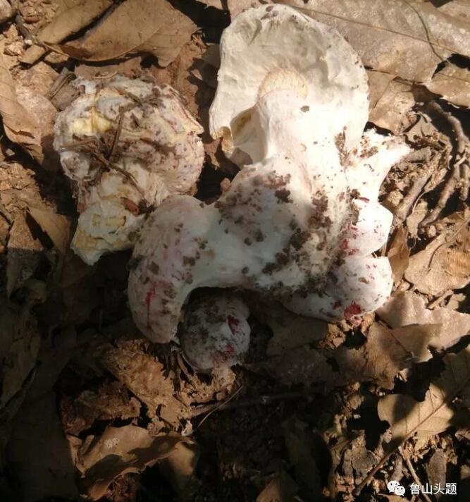 /upload/bbs/2018/07/22/4f434c25-0b6b-43d4-9e87-c41281cd4d59.jpg /upload/bbs/2018/07/22/4f434c25-0b6b-43d4-9e87-c41281cd4d59.jpg