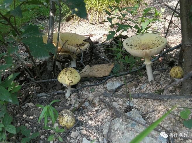 /upload/bbs/2018/07/22/643c19a4-53d4-4fb9-9320-c9ef455bc5c8.jpg /upload/bbs/2018/07/22/643c19a4-53d4-4fb9-9320-c9ef455bc5c8.jpg