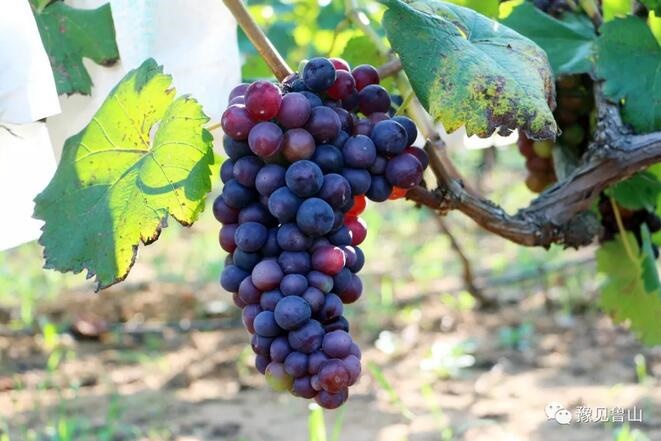 /upload/bbs/2018/07/22/bef0b607-6cac-4eac-8f39-61750c253253.jpg /upload/bbs/2018/07/22/bef0b607-6cac-4eac-8f39-61750c253253.jpg