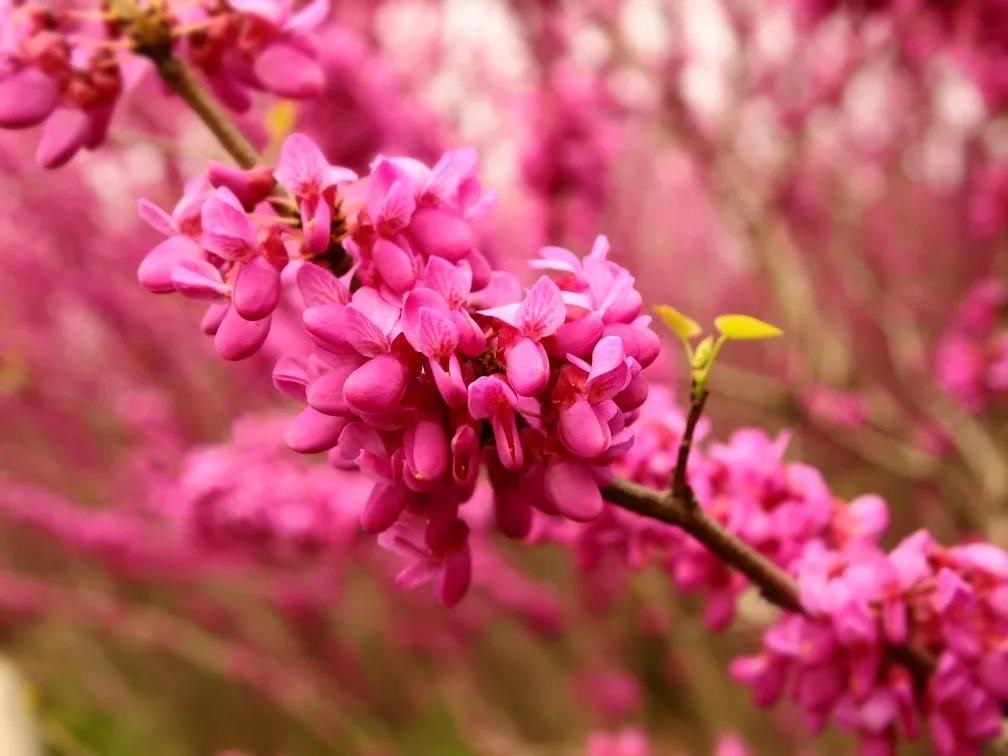 /upload/bbs/2019/04/08/8a0987db-e340-42eb-9a6e-7ebfd30df1bf.jpg /upload/bbs/2019/04/08/8a0987db-e340-42eb-9a6e-7ebfd30df1bf.jpg